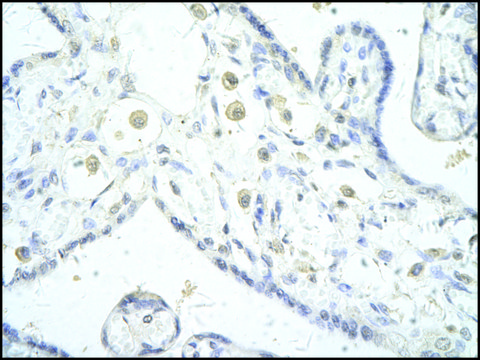 Anti-DLX5 (AB1) antibody produced in rabbit IgG fraction of antiserum