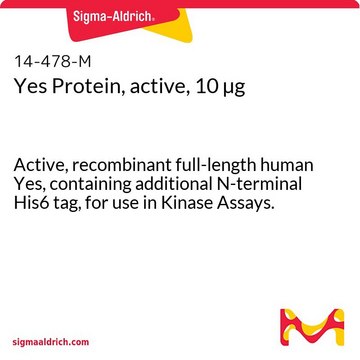 Yes Protein, active, 10 &#181;g Active, recombinant full-length human Yes, containing additional N-terminal His6 tag, for use in Kinase Assays.