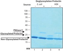 Prolactin human human, recombinant, expressed in HEK 293 cells