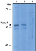 Anti-PLAUR/uPAR antibody, Mouse monoclonal clone PL231, purified from hybridoma cell culture