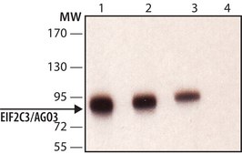 Anti-EIF2C3/Ago3 antibody produced in rabbit ~1.0&#160;mg/mL, affinity isolated antibody