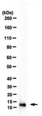Anti-IL-13 Antibody, clone 6D11.8.11