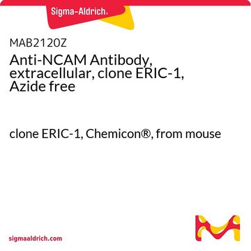 Anti-NCAM Antibody, extracellular, clone ERIC-1, Azide free clone ERIC-1, Chemicon&#174;, from mouse