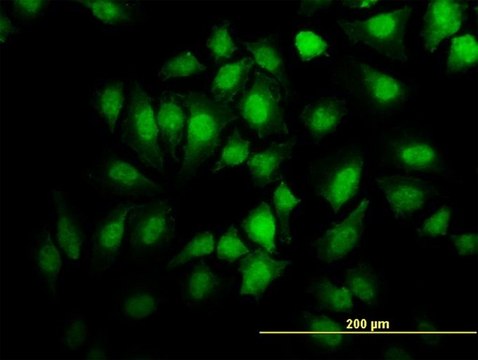 Monoclonal Anti-EHD2 antibody produced in mouse clone 2D8, purified immunoglobulin, buffered aqueous solution