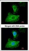 Anti-GPX1 antibody produced in rabbit affinity isolated antibody, buffered aqueous solution
