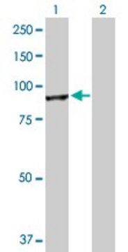 Anti-CUL4A antibody produced in rabbit purified immunoglobulin, buffered aqueous solution