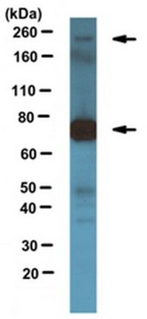 Anti-Gli3 Antibody, clone 5E1 clone 5E1, from mouse