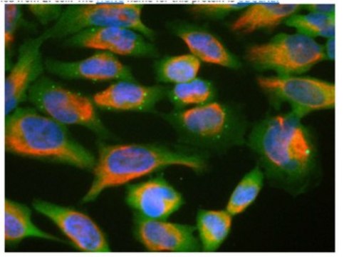 Anti-Ubiquilin 2 Antibody, clone 6H9 clone 6H9, from mouse