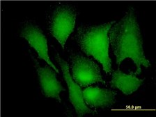 Monoclonal Anti-MAPK3 antibody produced in mouse clone 3C9, purified immunoglobulin, buffered aqueous solution