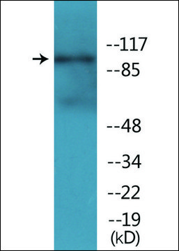 Anti-phospho-NMDAR1 (pSer896) antibody produced in rabbit affinity isolated antibody
