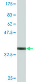 Monoclonal Anti-FADS1, (N-terminal) antibody produced in mouse clone 2D9, purified immunoglobulin, buffered aqueous solution