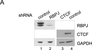 Anti-CTCF Antibody serum, Upstate&#174;