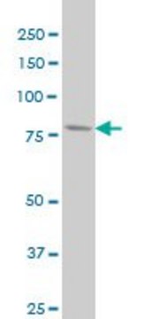 Monoclonal Anti-PFKL antibody produced in mouse clone 2A9, purified immunoglobulin, buffered aqueous solution