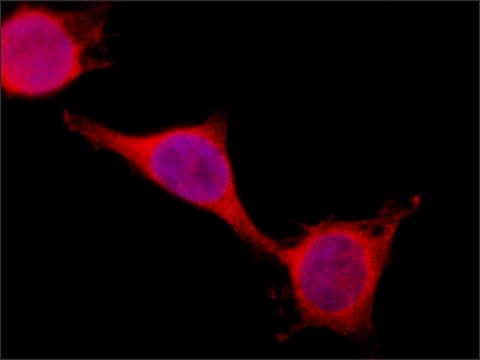 Anti-PSPC1 (C-terminal) antibody produced in rabbit ~1.0&#160;mg/mL, affinity isolated antibody