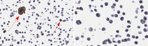 Anti-RSV Fusion Protein Antibody, clone 131-2A ZooMAb&#174; Mouse Monoclonal recombinant, expressed in HEK 293 cells