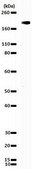 Anti-CUX1 Antibody, a.a. 861 from rabbit, purified by affinity chromatography