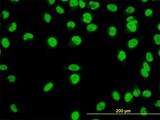 Monoclonal Anti-YY1 antibody produced in mouse clone 2C4, purified immunoglobulin, buffered aqueous solution