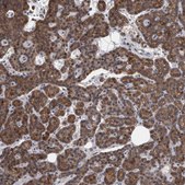 Anti-MAN2A1 antibody produced in rabbit Prestige Antibodies&#174; Powered by Atlas Antibodies, affinity isolated antibody, buffered aqueous glycerol solution