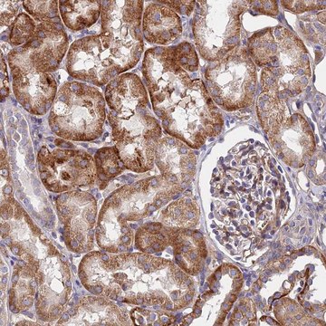 Anti-ADGRF3 antibody produced in rabbit Prestige Antibodies&#174; Powered by Atlas Antibodies, affinity isolated antibody, buffered aqueous glycerol solution