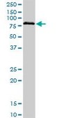 ANTI-BRD3 antibody produced in mouse clone 6C10, purified immunoglobulin, buffered aqueous solution
