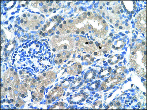 Anti-FKBP6 antibody produced in rabbit IgG fraction of antiserum