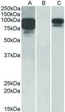 Anti-PCSK9 antibody produced in goat affinity isolated antibody, buffered aqueous solution