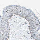 Anti-CYSLTR1 antibody produced in rabbit Prestige Antibodies&#174; Powered by Atlas Antibodies, affinity isolated antibody, buffered aqueous glycerol solution