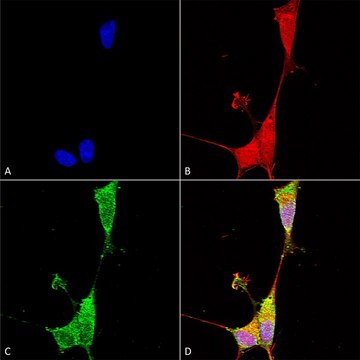 Monoclonal Anti-Notch1 - Atto 594 antibody produced in mouse clone S253-32, purified immunoglobulin