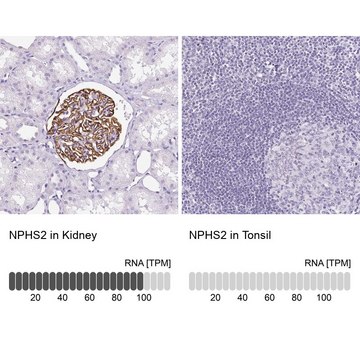 Anti-NPHS2 antibody produced in rabbit Prestige Antibodies&#174; Powered by Atlas Antibodies, affinity isolated antibody, buffered aqueous glycerol solution