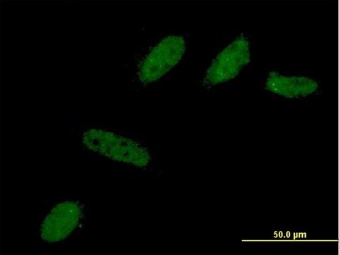 Monoclonal Anti-BCL2L12 antibody produced in mouse clone 1B1, purified immunoglobulin, buffered aqueous solution