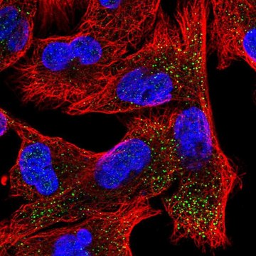 Anti-EPN2 antibody produced in rabbit Prestige Antibodies&#174; Powered by Atlas Antibodies, affinity isolated antibody