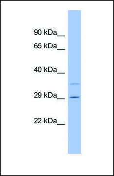 Anti-F12, (N-terminal) antibody produced in rabbit affinity isolated antibody