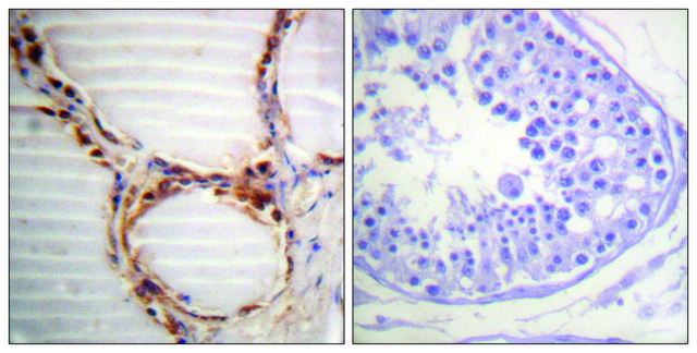 Anti-MCM4 antibody produced in rabbit affinity isolated antibody