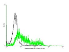 Anti-IL4R antibody produced in mouse purified immunoglobulin, buffered aqueous solution