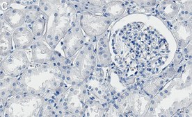 Anti-CD147 Antibody, clone 1J7 ZooMAb&#174; Rabbit Monoclonal recombinant, expressed in HEK 293 cells