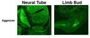 Anti-Aggrecan Antibody Chemicon&#174;, from rabbit