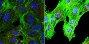 Anti-SCYL1 from rabbit, purified by affinity chromatography