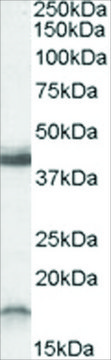 Anti-RAMP1 (C-Term) antibody produced in goat affinity isolated antibody, buffered aqueous solution