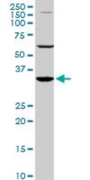 Monoclonal Anti-PAX9 antibody produced in mouse clone 4B9, purified immunoglobulin, buffered aqueous solution
