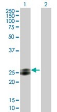 Anti-EPDR1 antibody produced in mouse purified immunoglobulin, buffered aqueous solution