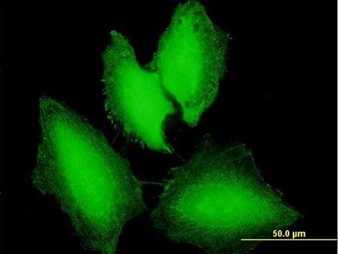 Anti-NXT1 antibody produced in mouse purified immunoglobulin, buffered aqueous solution