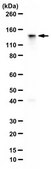Anti-phospho BRD4 (Ser492) from rabbit