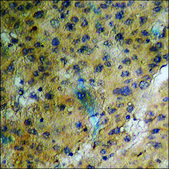 Anti-phospho-EGFR (pThr693) antibody produced in rabbit affinity isolated antibody