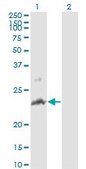 Monoclonal Anti-TNFSF14 antibody produced in mouse clone 4E3, purified immunoglobulin, buffered aqueous solution