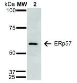 Monoclonal Anti-ERp57 antibody produced in mouse clone 4F9