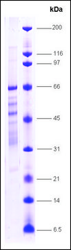 PPAR, &#947; human recombinant, expressed in E. coli, &#8805;70% (SDS-PAGE)