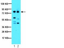 Anti-Notch1 Antibody, Intracellular serum, from rabbit