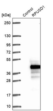 Anti-RPUSD1 antibody produced in rabbit Prestige Antibodies&#174; Powered by Atlas Antibodies, affinity isolated antibody, buffered aqueous glycerol solution