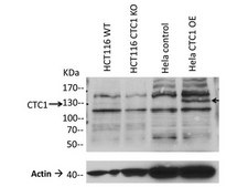 Anticorps anti-sous-unité&nbsp;CTC1 du complexe&nbsp;CST, clone&nbsp;C482 clone C482, from mouse