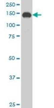Monoclonal Anti-SUPT5H antibody produced in mouse clone 5C8, purified immunoglobulin, buffered aqueous solution